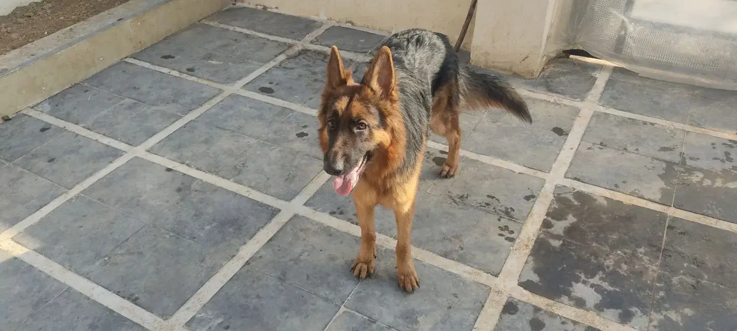 سگ ژرمن یک ساله نر|سگ|چمستان, |دیوار