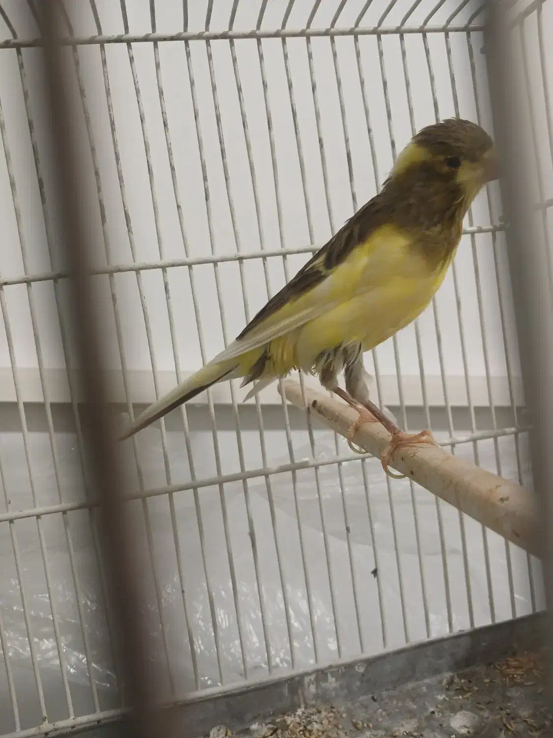 قناری ماده|پرنده|نسیم‌شهر, |دیوار