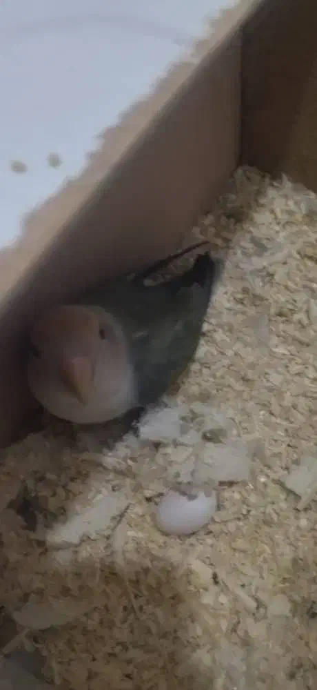 طوطی برزیلی|پرنده|شیراز, فاضل|دیوار