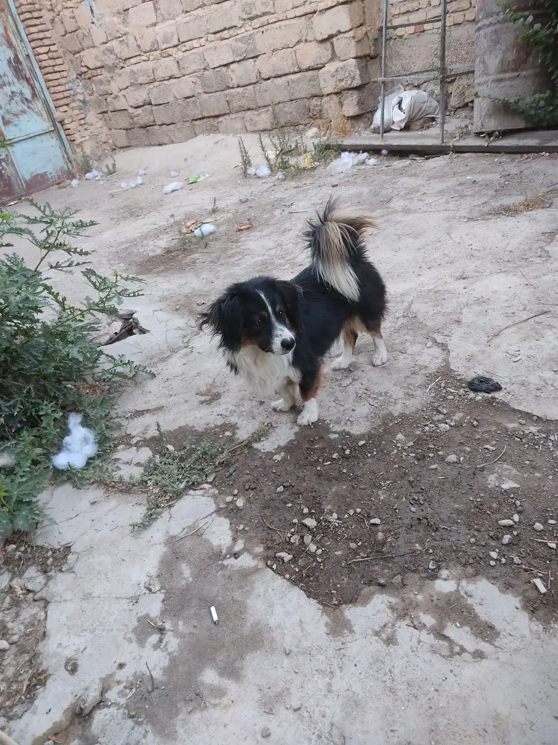 سگ اشپیتز|سگ|جونقان, |دیوار