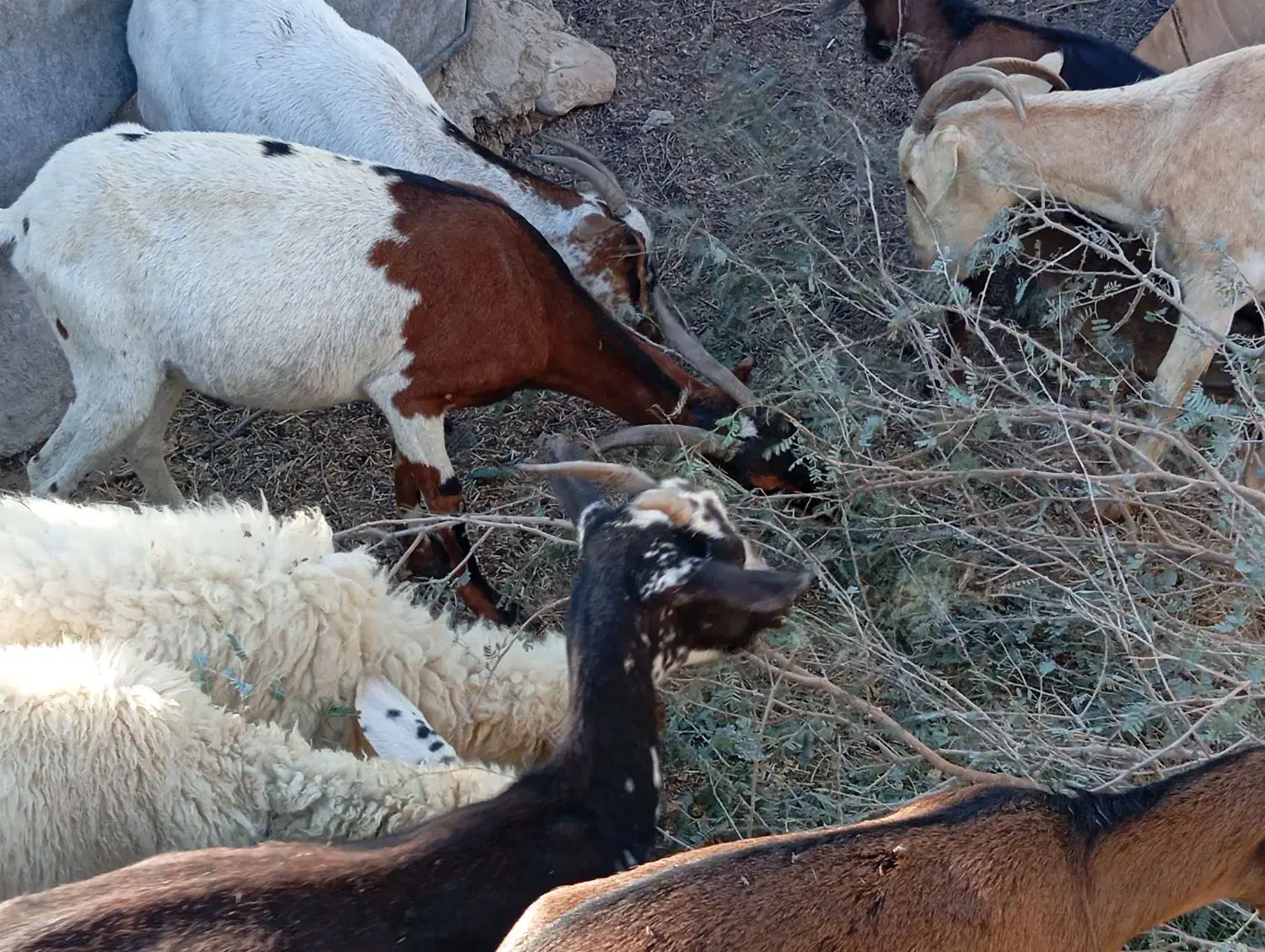 بز نزار چاق بره کهره چاق گوسفند|حیوانات مزرعه|بندرعباس, |دیوار