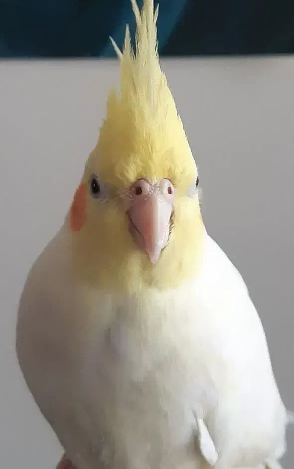 عروس هلندی گمشده|حیوانات|پرند, فاز ۲|دیوار