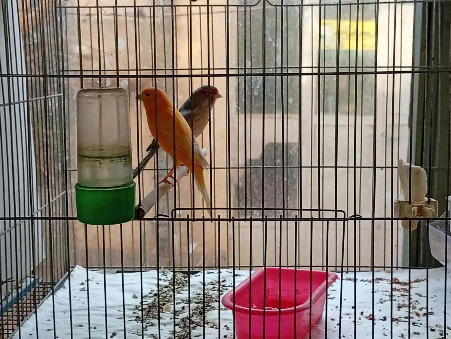 قناری|پرنده|اصفهان, شیخ طوسی|دیوار