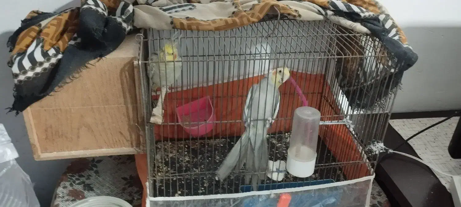 عروس هلندی جفت|پرنده|سبزوار, هویزه|دیوار