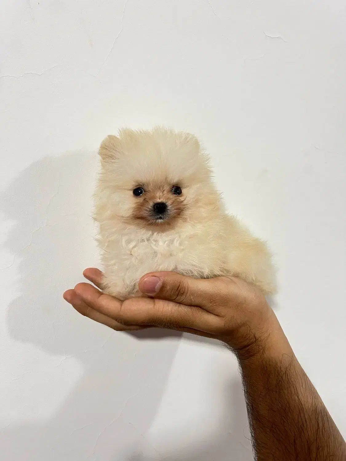 پامر سایز ریز (مینیاتوری)  ، ۲ سر خرسی|سگ|بندر انزلی, لاله|دیوار