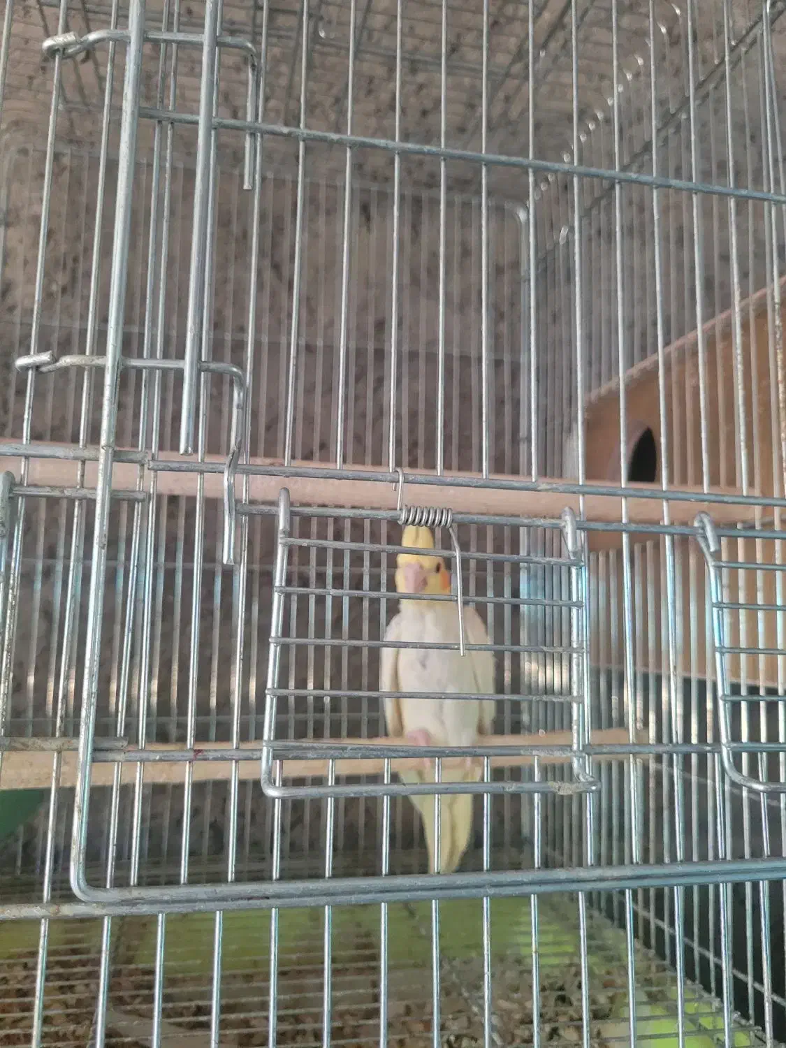 عروس هلندی|پرنده|کوهبنان, |دیوار