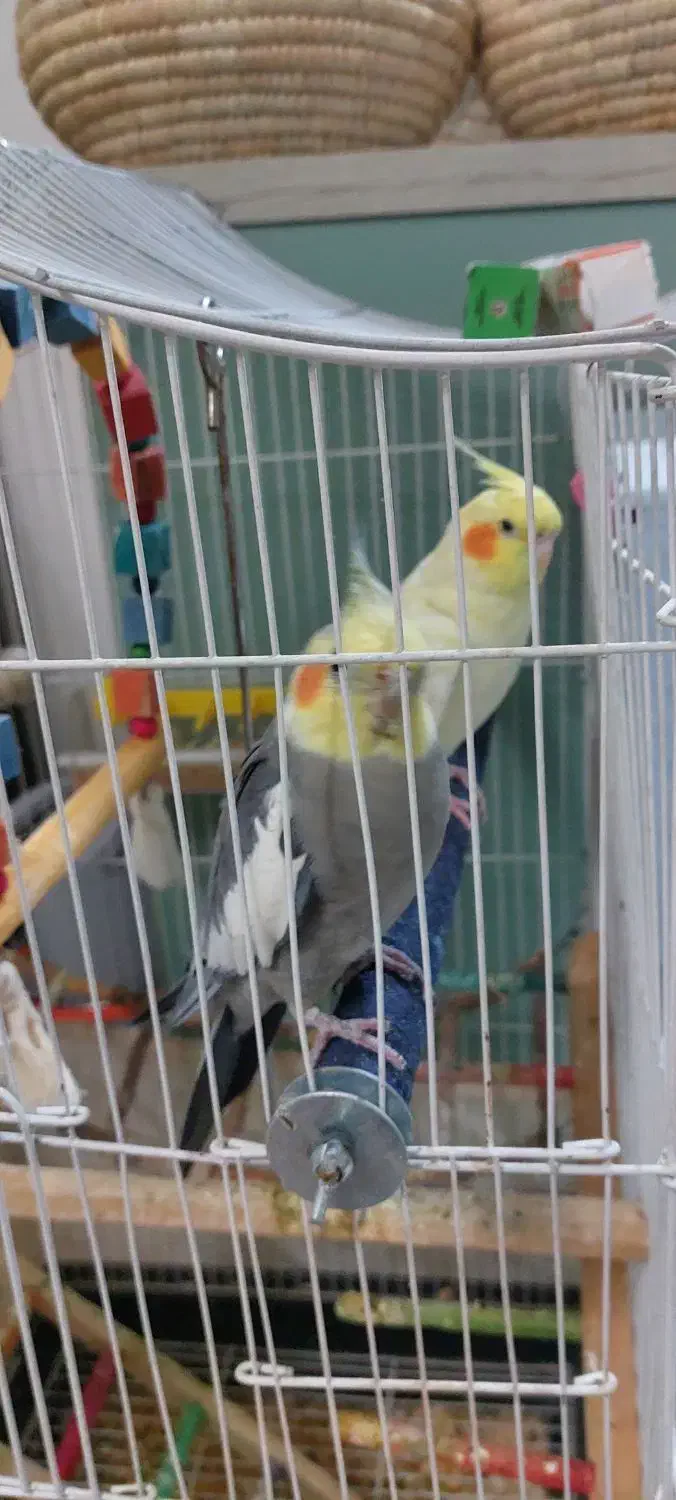 عروس هلندی|پرنده|گلستان (تهران), |دیوار