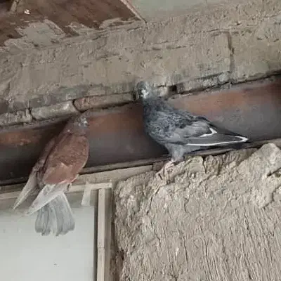 فروش کبوتر|پرنده|اصفهان, جاوان|دیوار