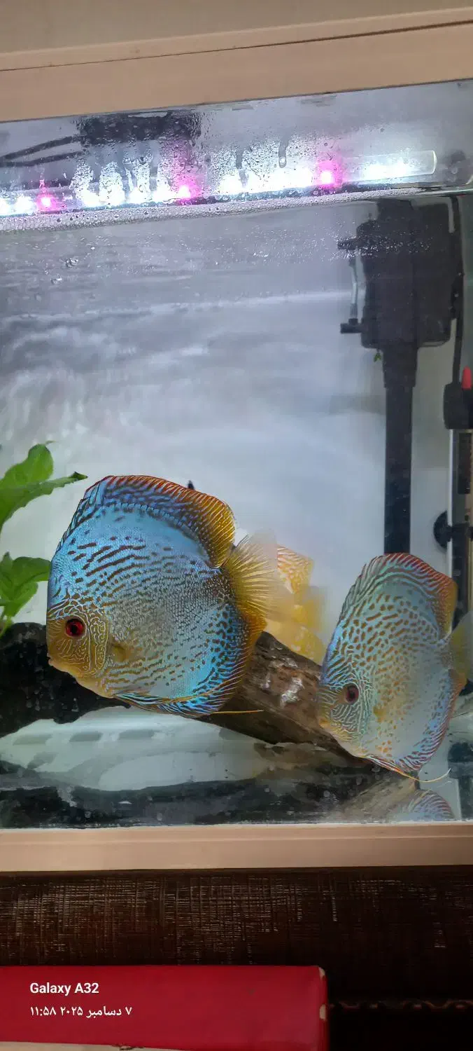 ماهی دیسکس بلو برلیانت|ماهی|شیراز, شهرک سراج|دیوار