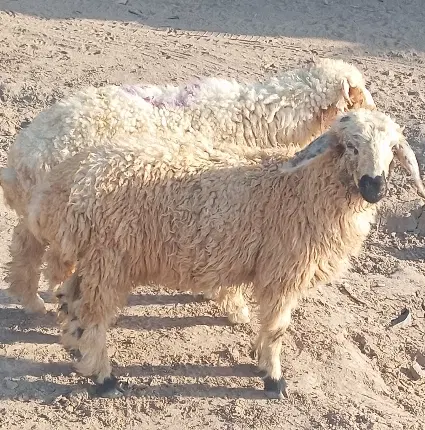بره نر|حیوانات مزرعه|جیرفت, |دیوار