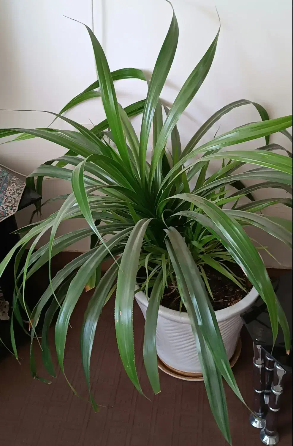 گل طبیعی درسایز بزرگ و کوچک|گل و گیاه طبیعی|شاهرود, |دیوار