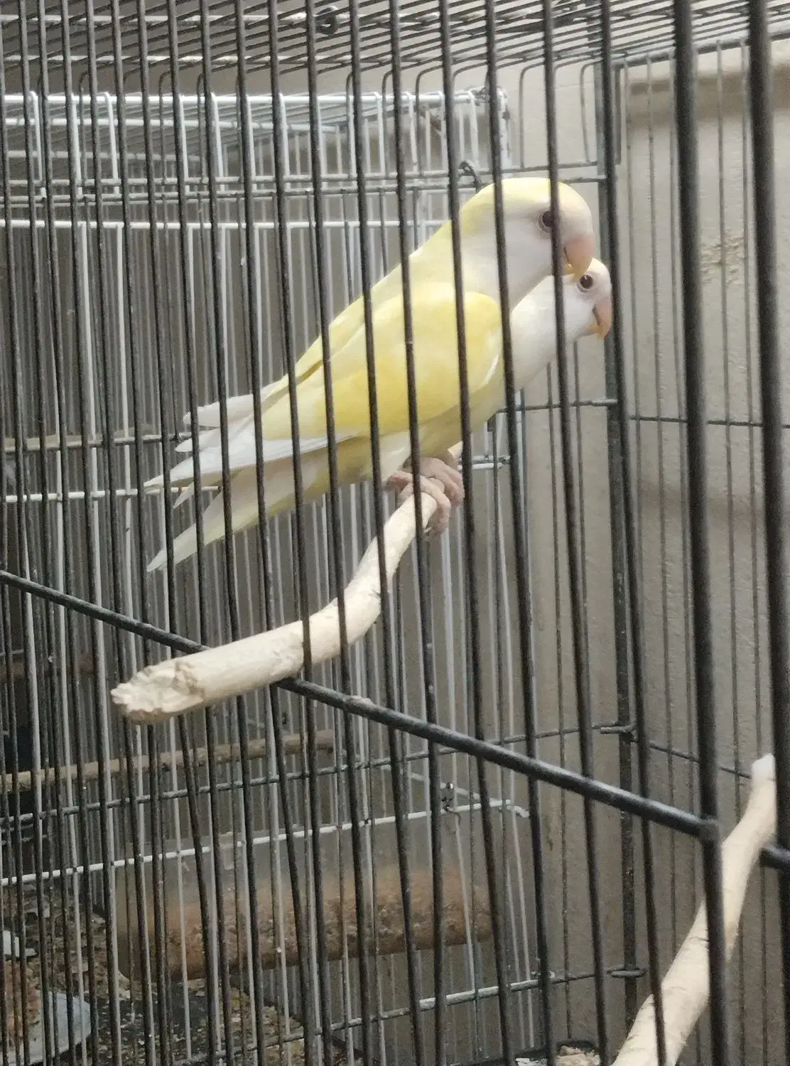 یک جفت کوتوله برزیلی معاوضه نرگسی قناری|پرنده|شیروان (خراسان), |دیوار