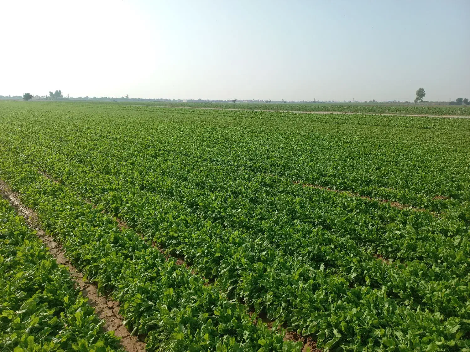 چاله وترب|خدمات باغبانی و درختکاری|اندیمشک, |دیوار