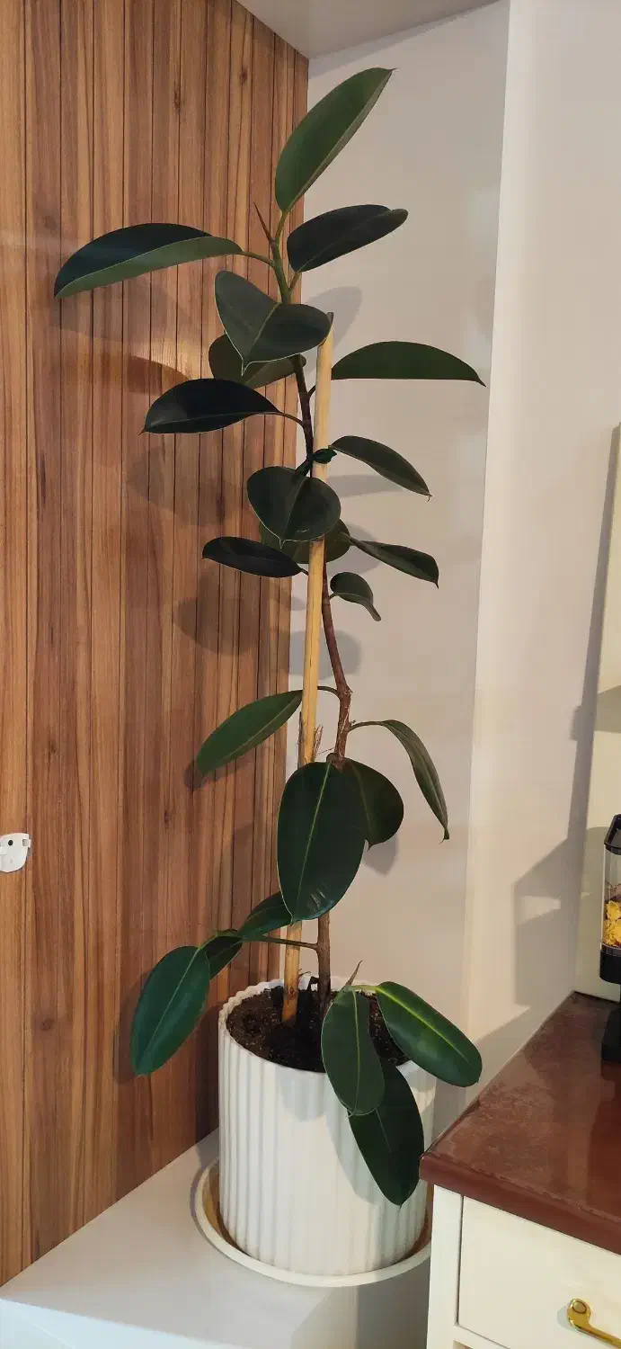 گل فیکوس|گل و گیاه طبیعی|اردبیل, |دیوار