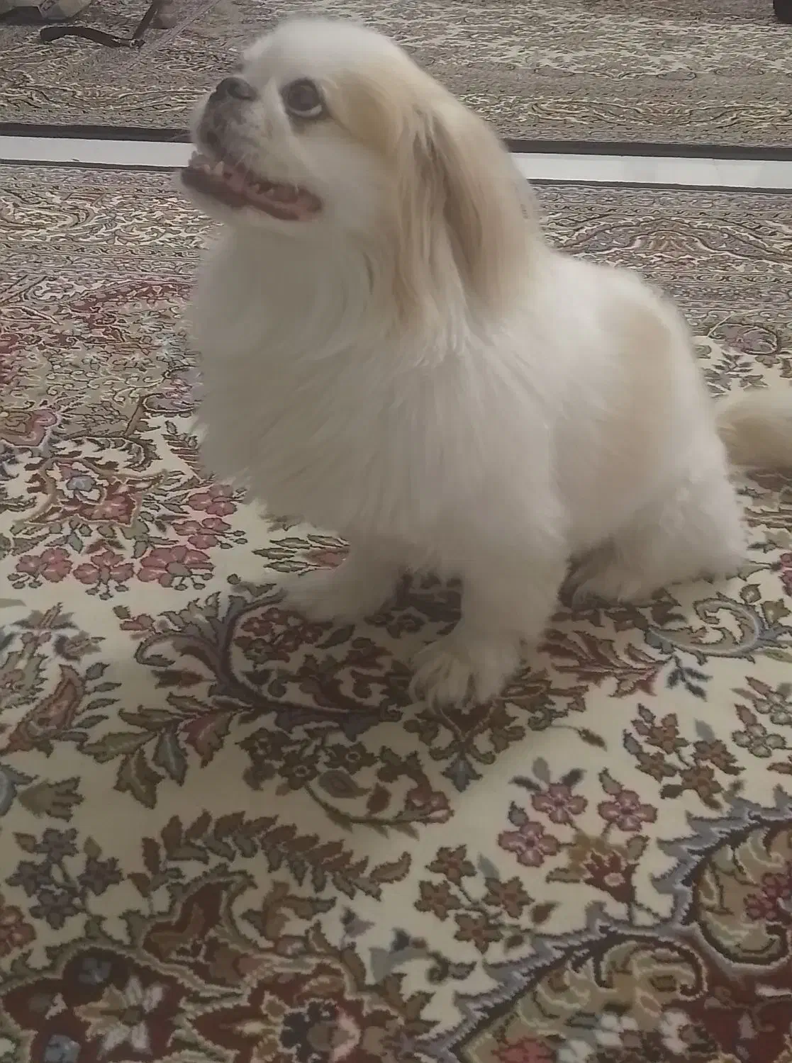 واگذاری سگ|سگ|بیجار, |دیوار