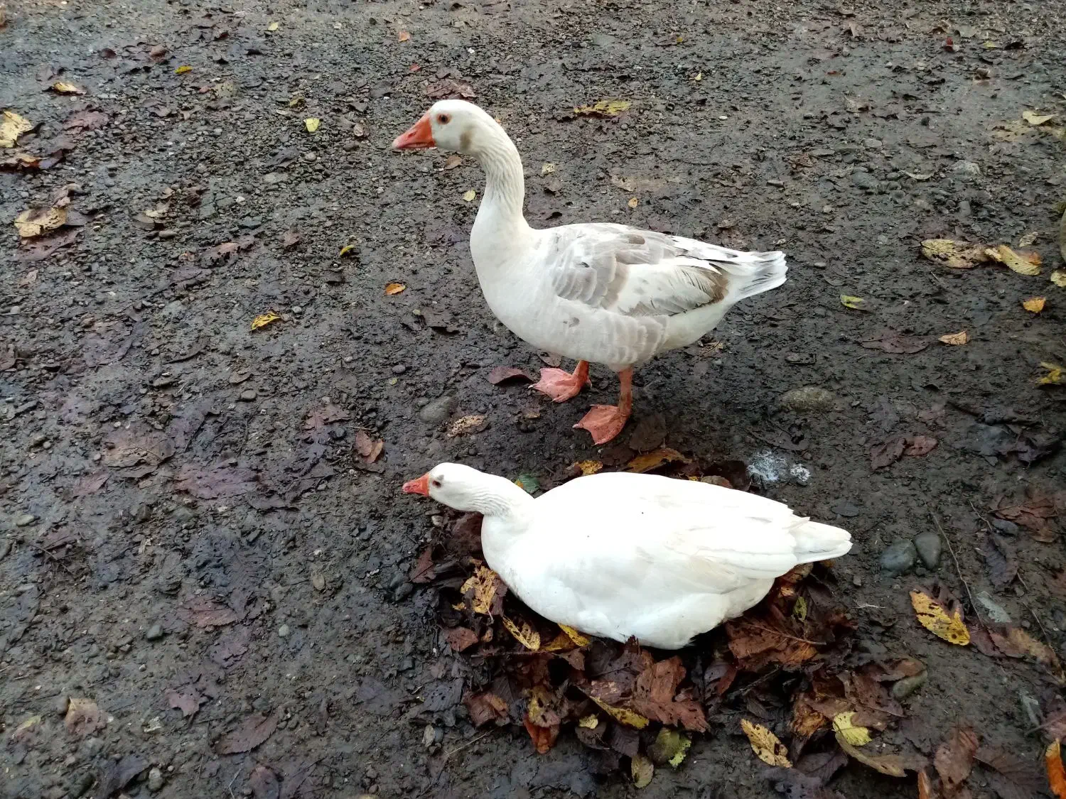 فروش غاز|حیوانات مزرعه|شفت, |دیوار