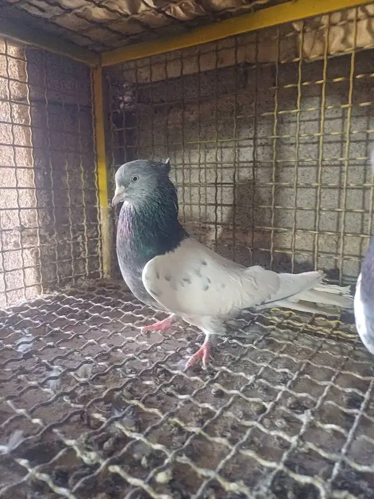کفتر کبوتر مسافتی،شهری،بهبهونی،کله سبز،رنگی|پرنده|شیراز, گلستان|دیوار