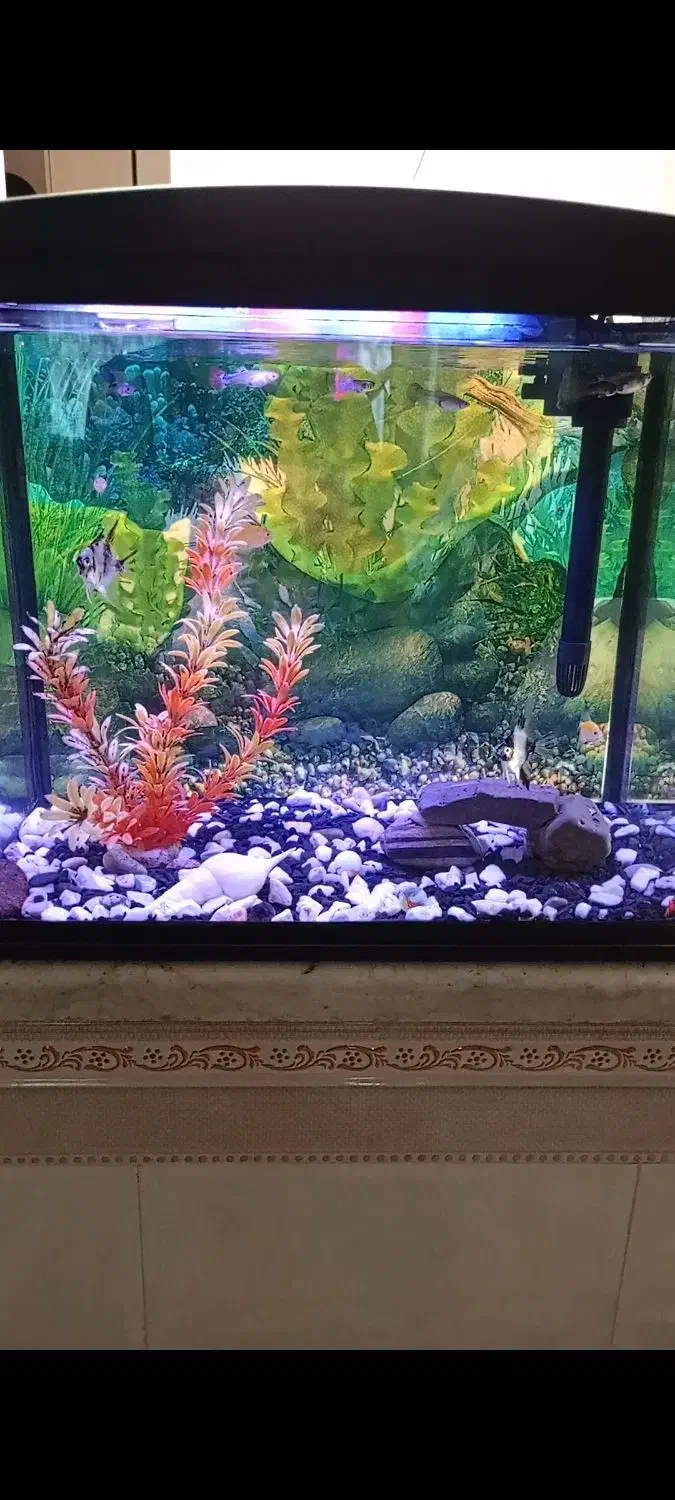 آکواریوم شرکتی معاوضه دارم|ماهی|قزوین, |دیوار