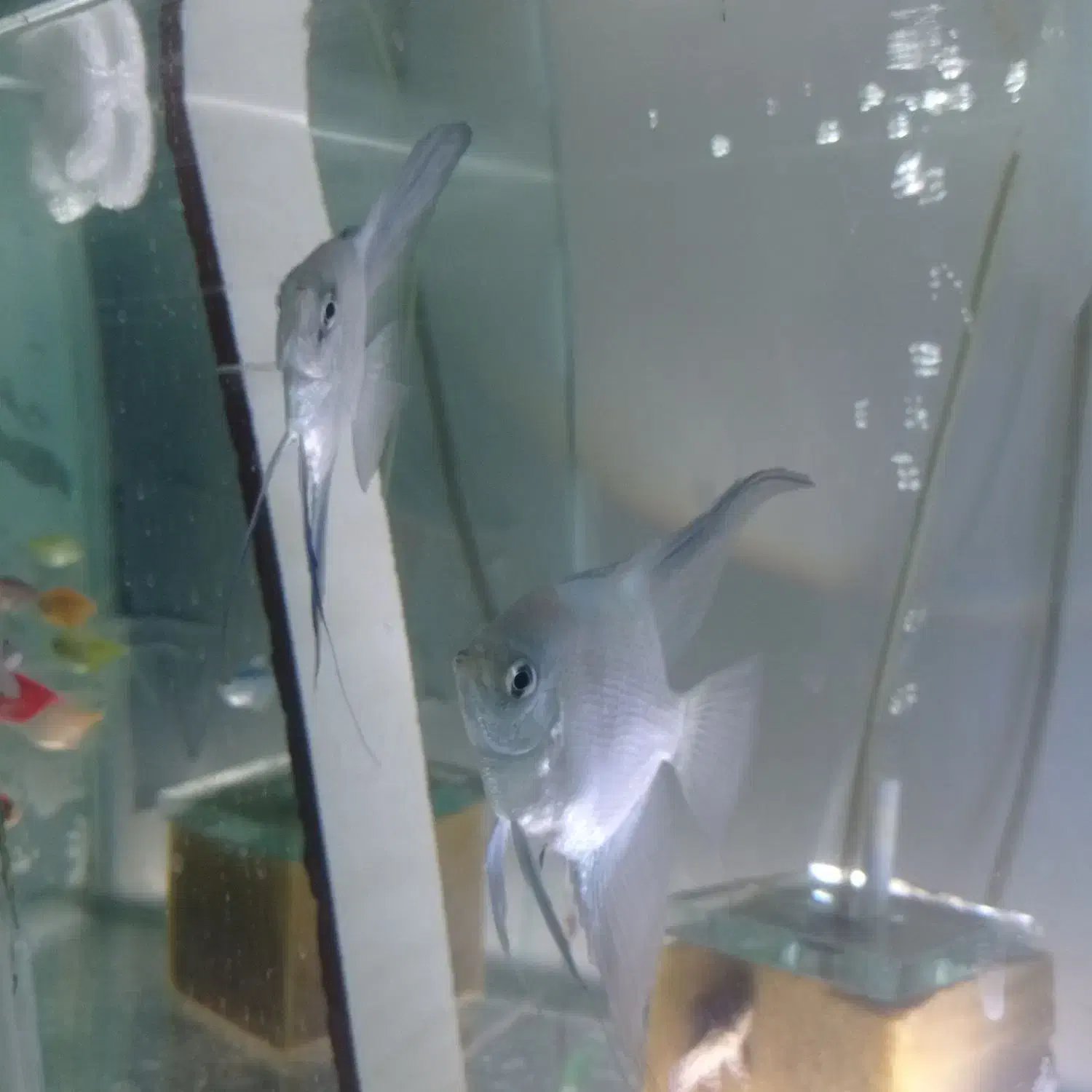 آنجل پرایبا وارداتی جفت مولد|ماهی|مشهد, کاظم آباد پنجشنبه|دیوار