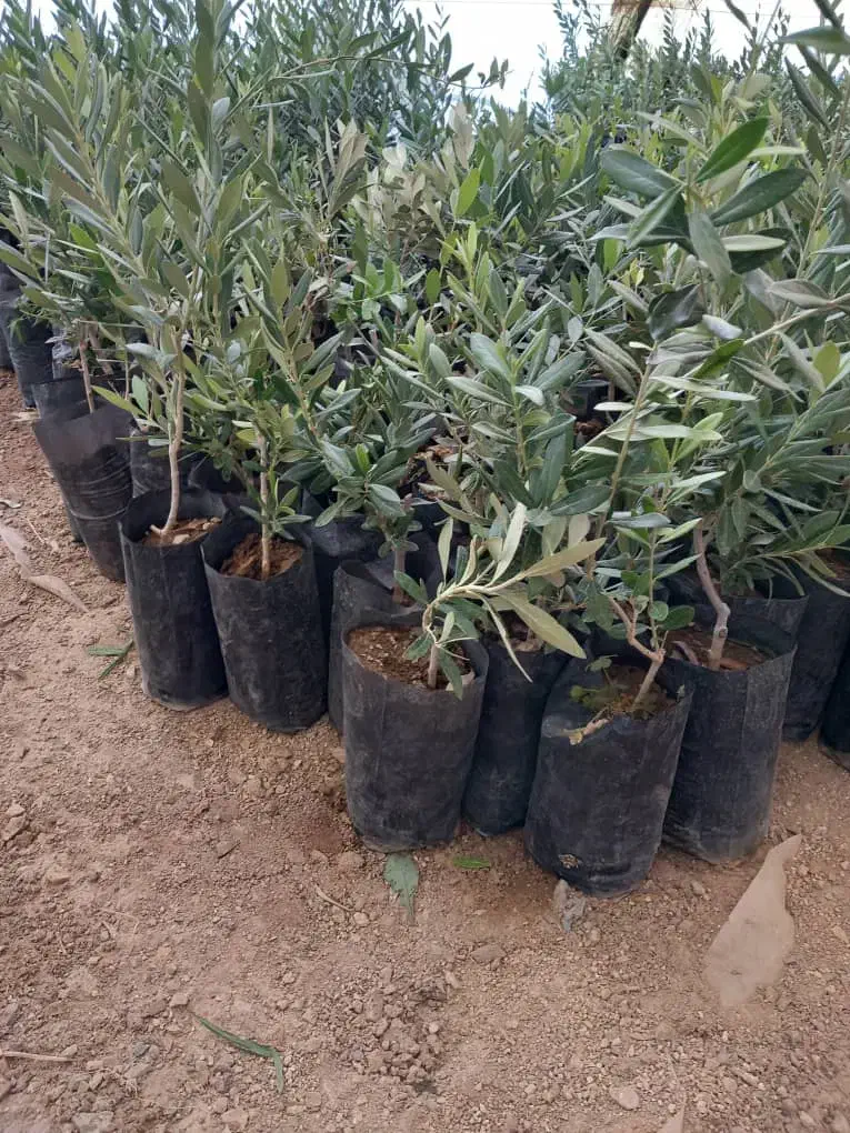 انواع نهال مرکبات و زیتون|خدمات باغبانی و درختکاری|سرپل ذهاب, |دیوار