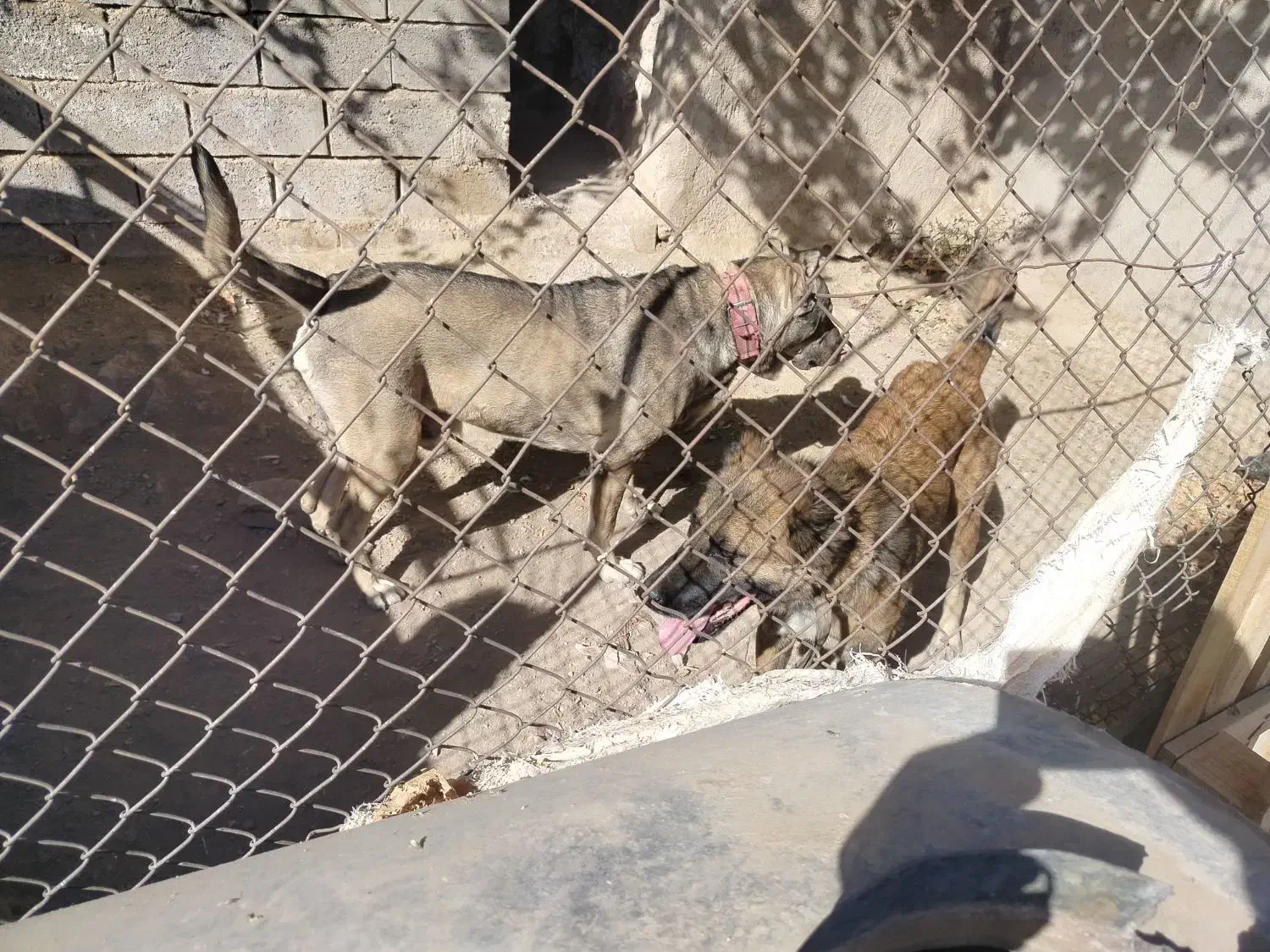 یک جفت سگ ۴ماهه نر .و ۲جفت سگ ۲ماهه نر|سگ|بوئین زهرا, |دیوار