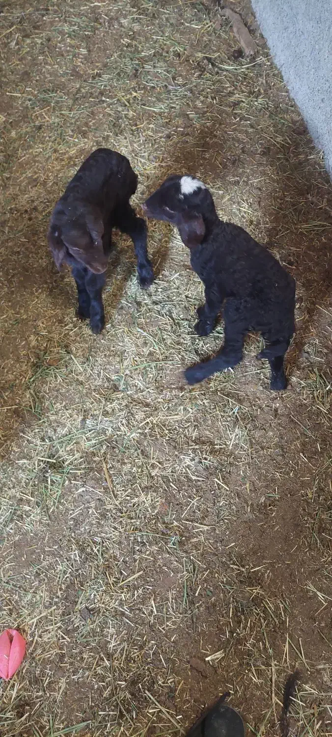 بره شیری بره|حیوانات مزرعه|ابریشم, |دیوار