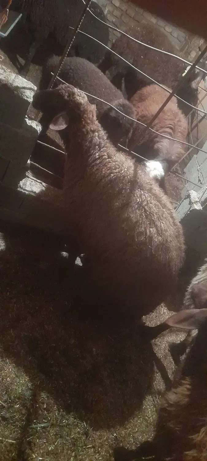 یک راس میش آبستن شیر کرده|حیوانات مزرعه|خان ببین, |دیوار