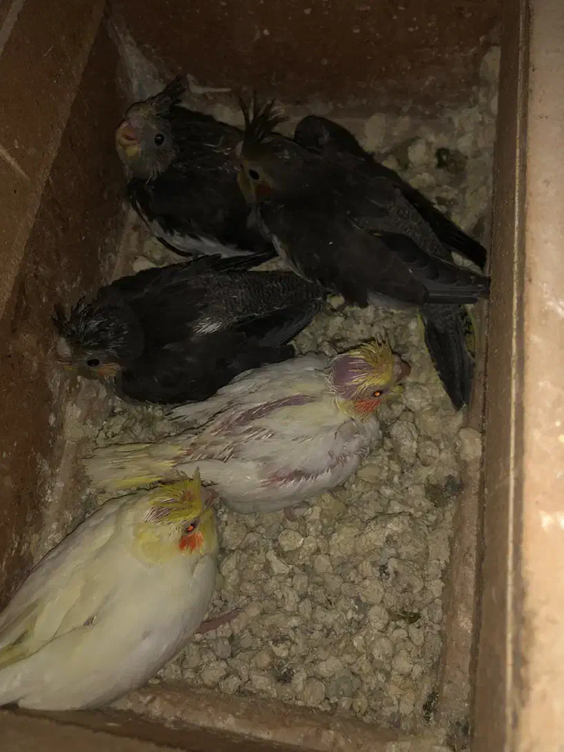 ۵عدد عروس ۳تانر قهوه ای و۲عددزرد ماده چشم شرابی|پرنده|بندر ماهشهر, |دیوار