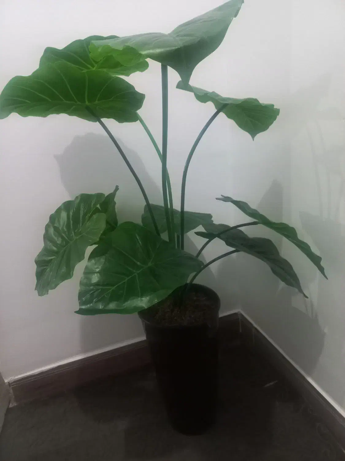 این گل بابا ادم بفروش میرسد|گل مصنوعی|قروه, |دیوار