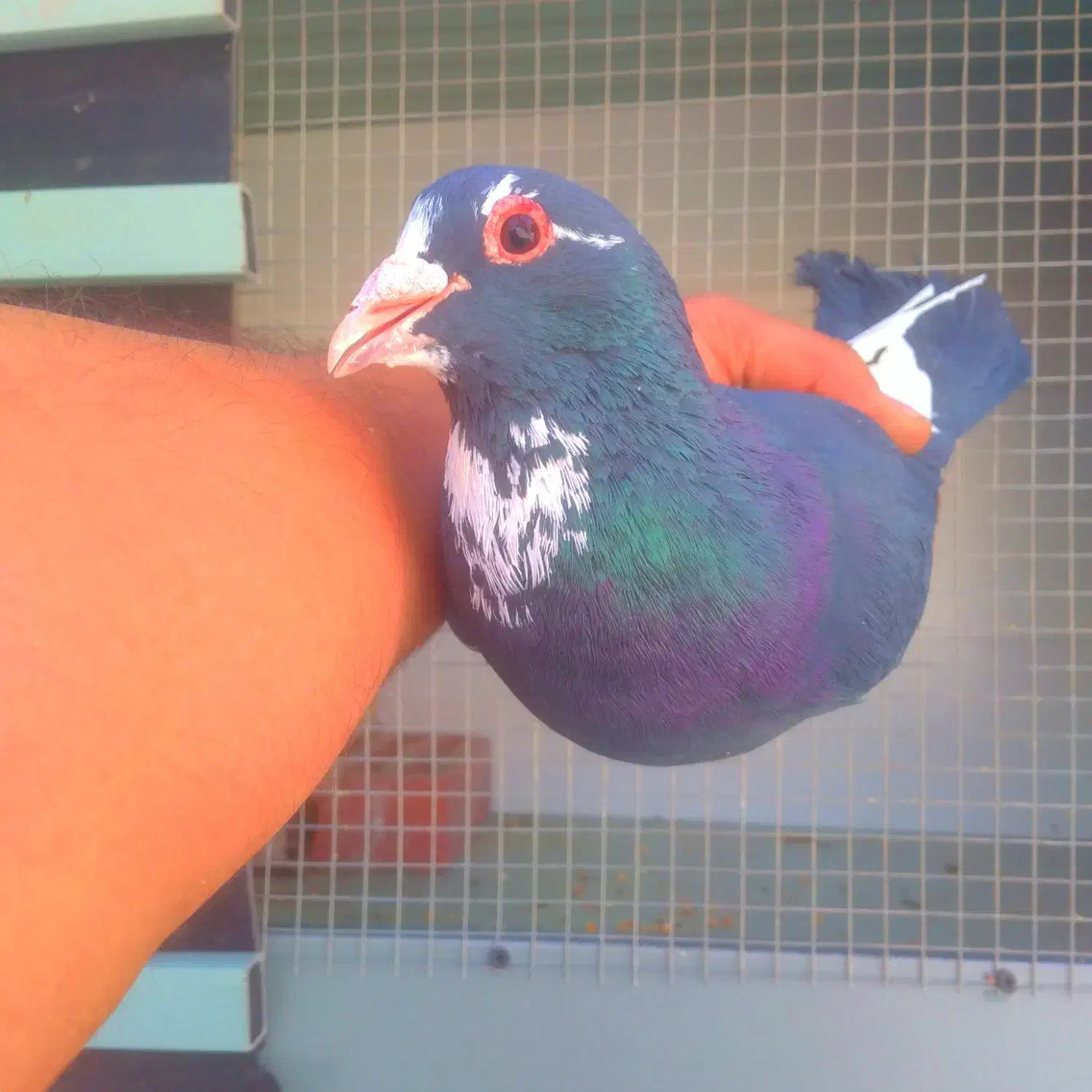 نر بدون هیچ مشکلی|پرنده|کرمان, |دیوار