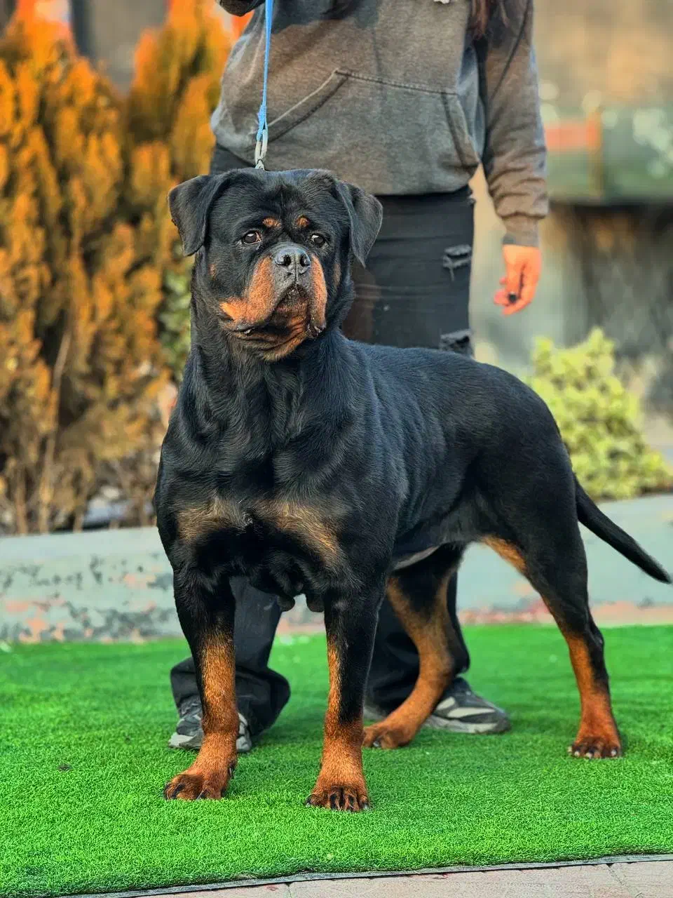 سگ روت|سگ|بومهن, |دیوار