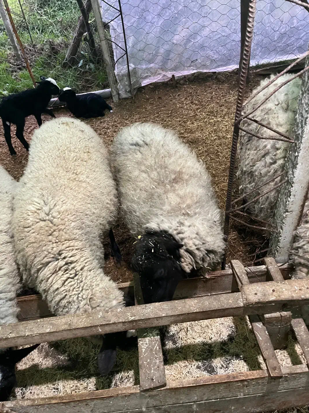 میش ۲ ساله رومانف دو قلو زا|حیوانات مزرعه|لاهیجان, بوجایه|دیوار