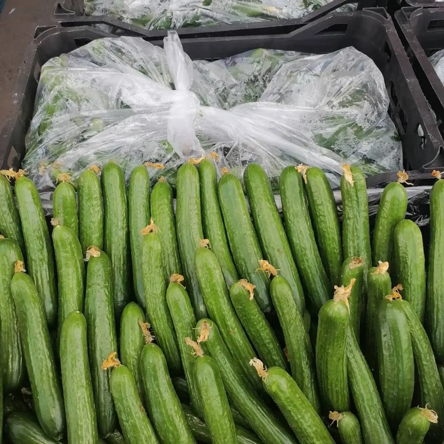 خیارگلخانه ی|عمدهفروشی|تهران, میدان میوه و ترهبار مرکزی|دیوار