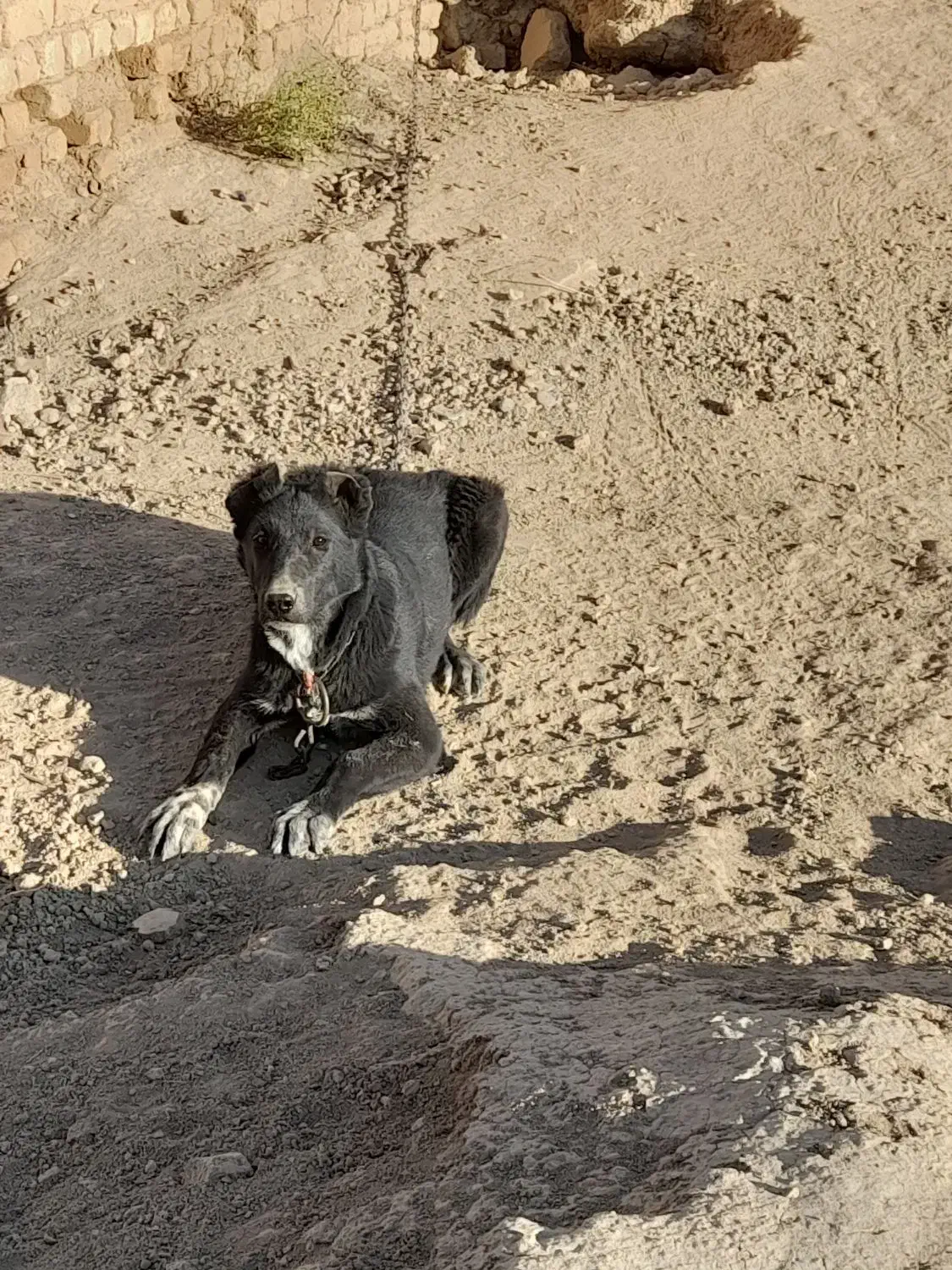 سگ لاسه بدرد بخور|سگ|گلپایگان, |دیوار