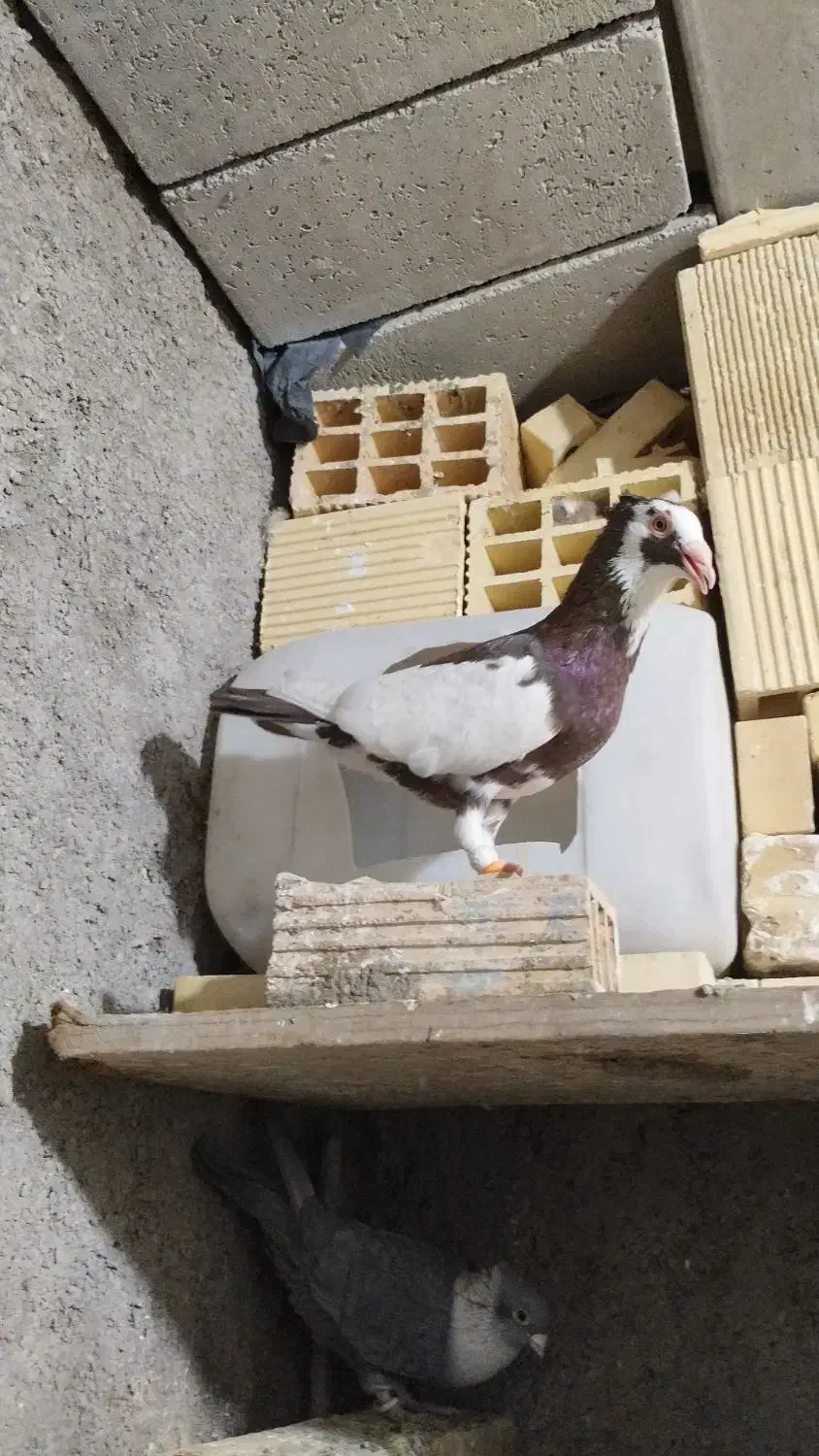 پیسه نر جوان|پرنده|شوشتر, |دیوار