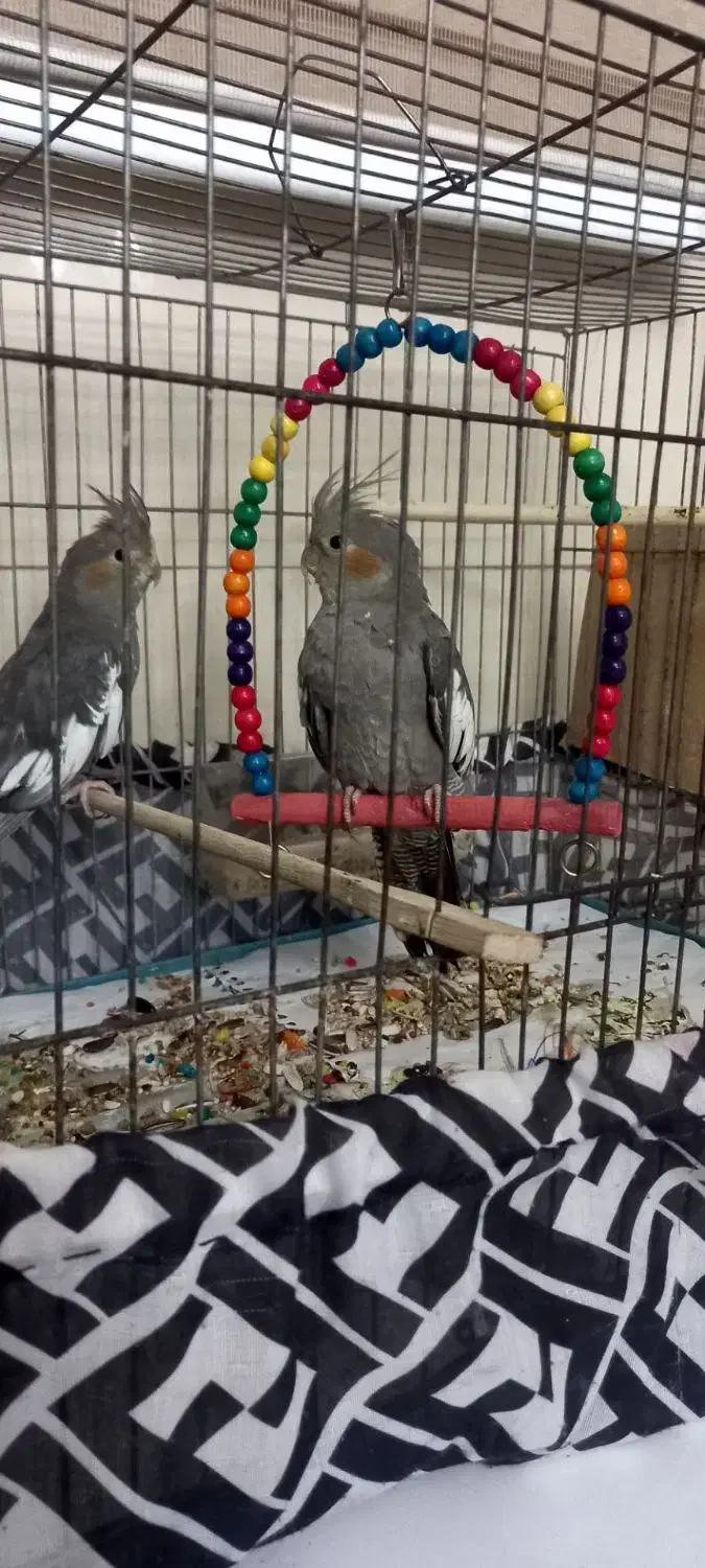 عروس هلندی  فوری|پرنده|کرج, کمال‌شهر|دیوار