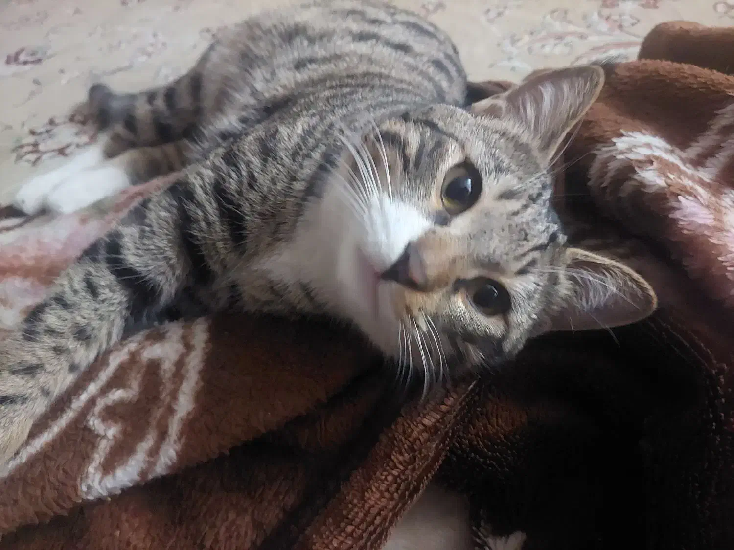 گمشده|حیوانات|بجنورد, |دیوار