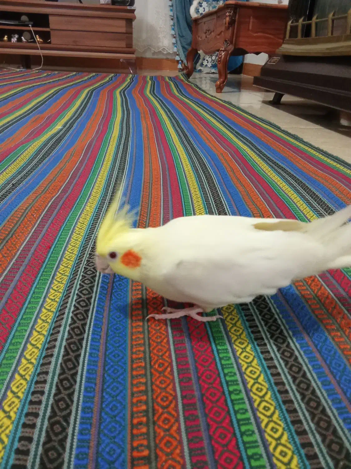 عروس هلندی|پرنده|مشکین‌دشت, |دیوار