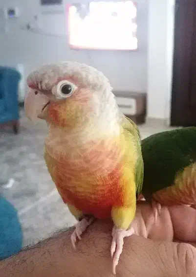 معاوضه گرینچیک|پرنده|قم, بنیاد|دیوار