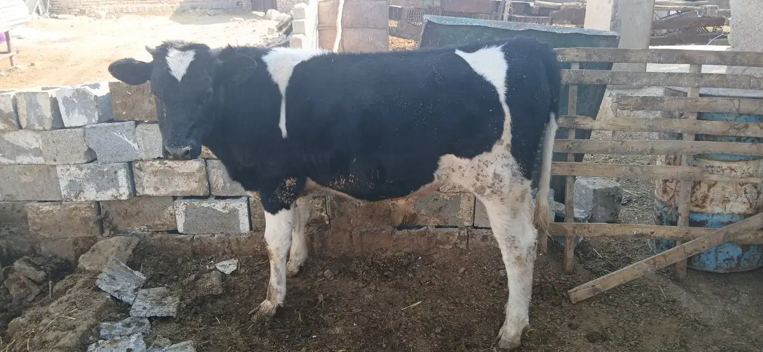 دوراس گوساله نر یکی اسراعیلی خالص یکیم  محلی|حیوانات مزرعه|زرقان, |دیوار