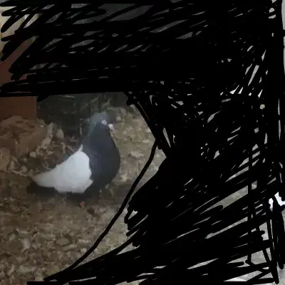 کبوتر رنگی|پرنده|بندر ماهشهر, |دیوار