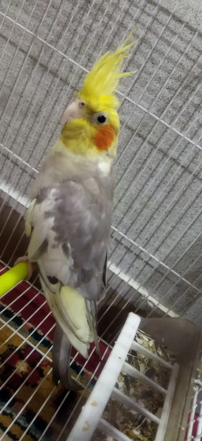 فروش عروس هلندی با قفس|پرنده|شیراز, فاضل|دیوار