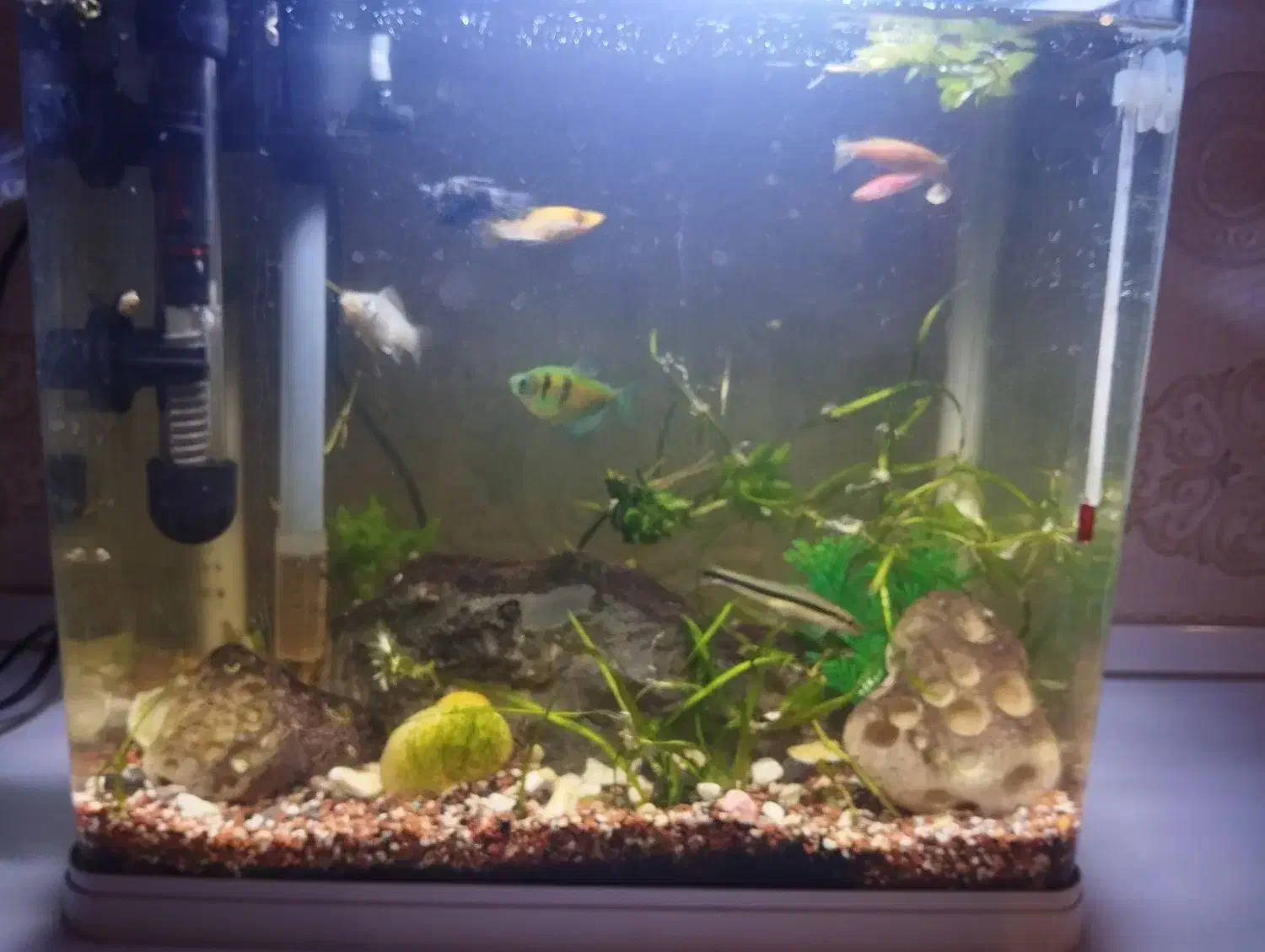 آکواریوم کامل|ماهی|زاهدان, |دیوار