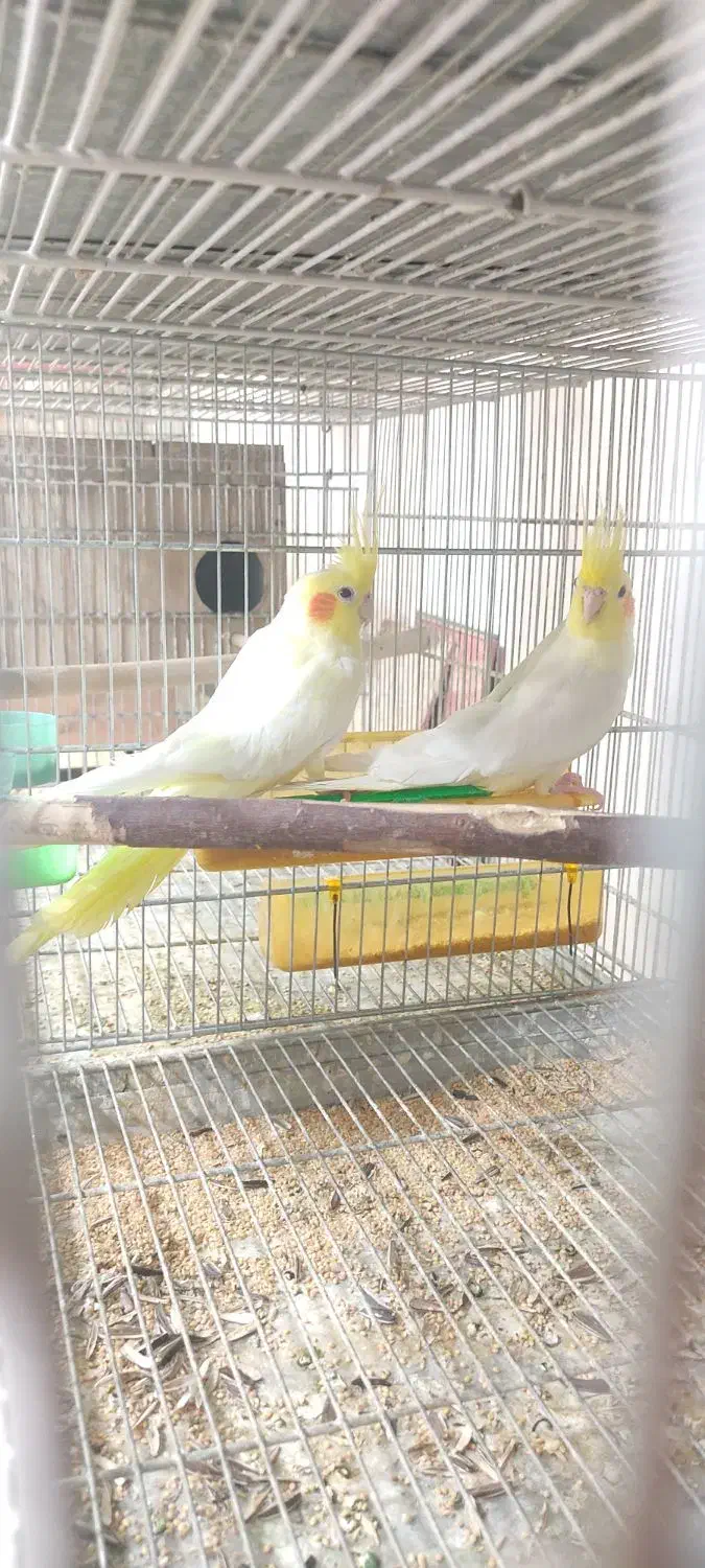 عروس هلندی با 4تا جوجه|پرنده|فولادشهر, B1|دیوار