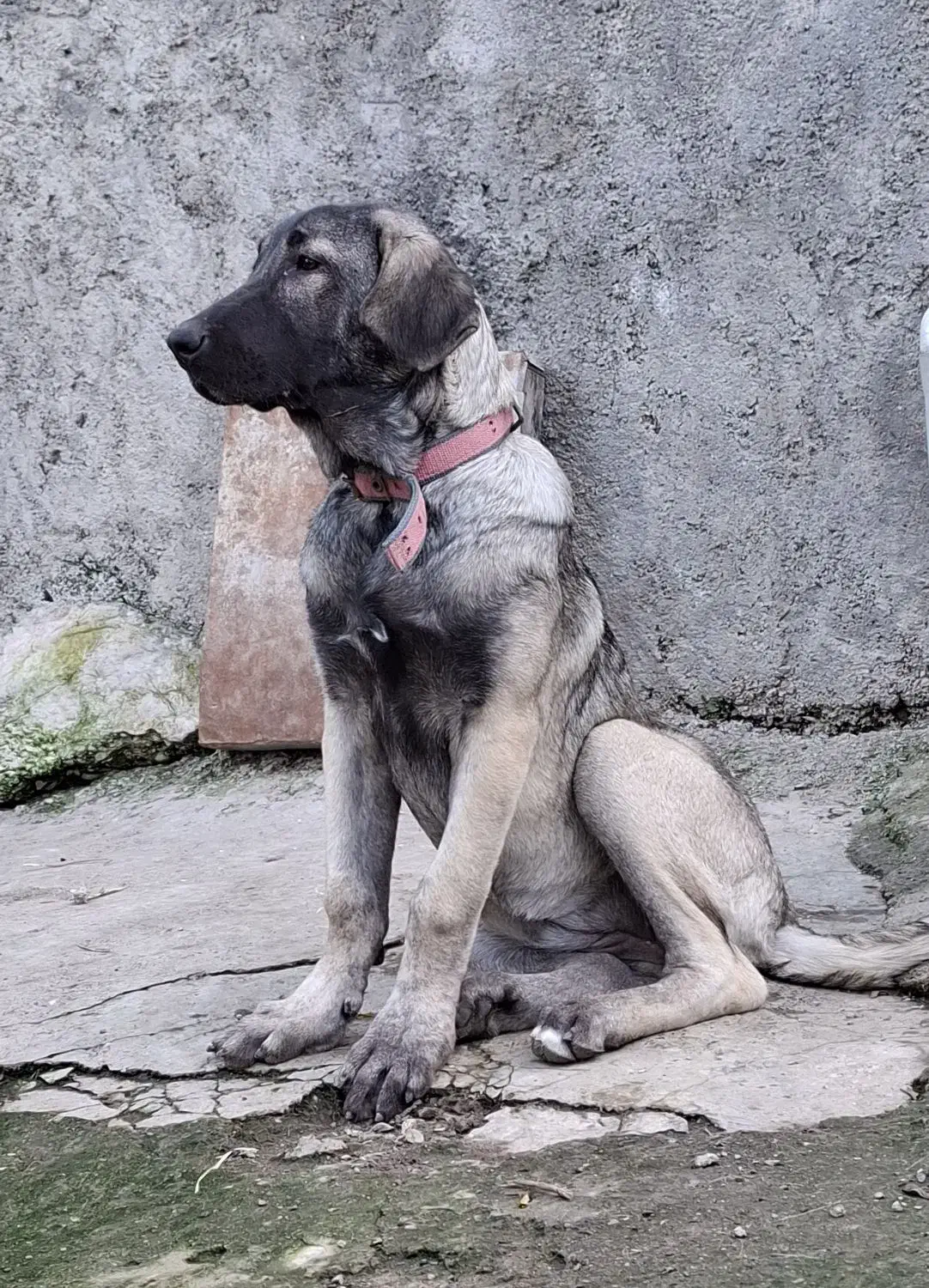 توله ماده4ماهه|سگ|علی‌آباد کتول, |دیوار