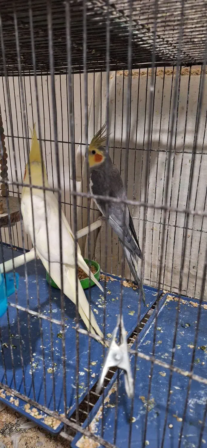 عروس هلندی مولد و فنچ|پرنده|گلبهار, شهر جدید گلبهار|دیوار