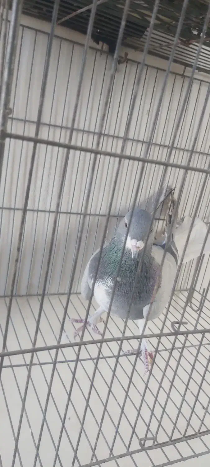 نرخرقه|پرنده|شاهین‌شهر, گزبرخوار|دیوار