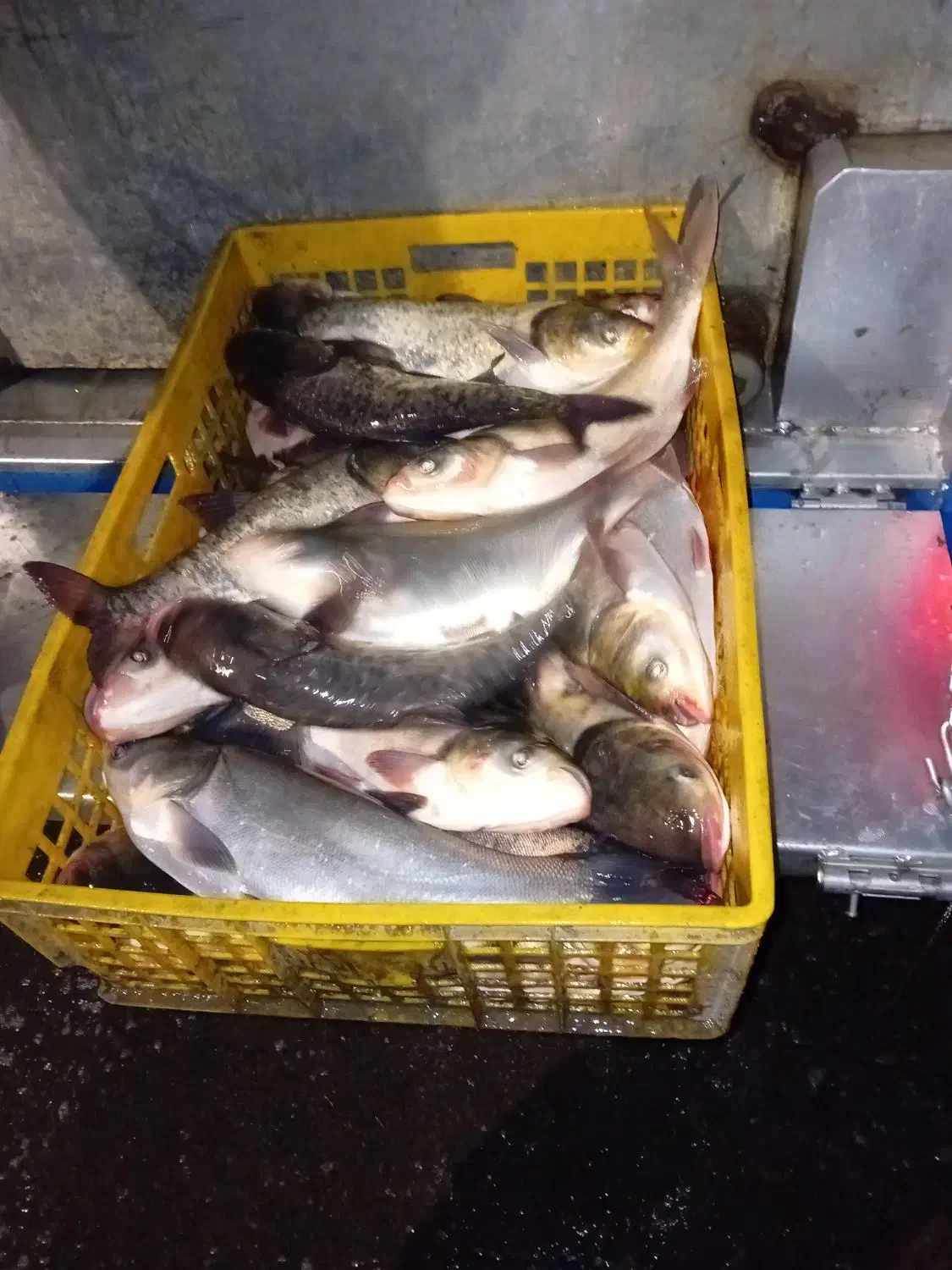 فروش ماهی زنده آدینه پاک کردن ماهی رایگان|ماهی|بروجرد, |دیوار