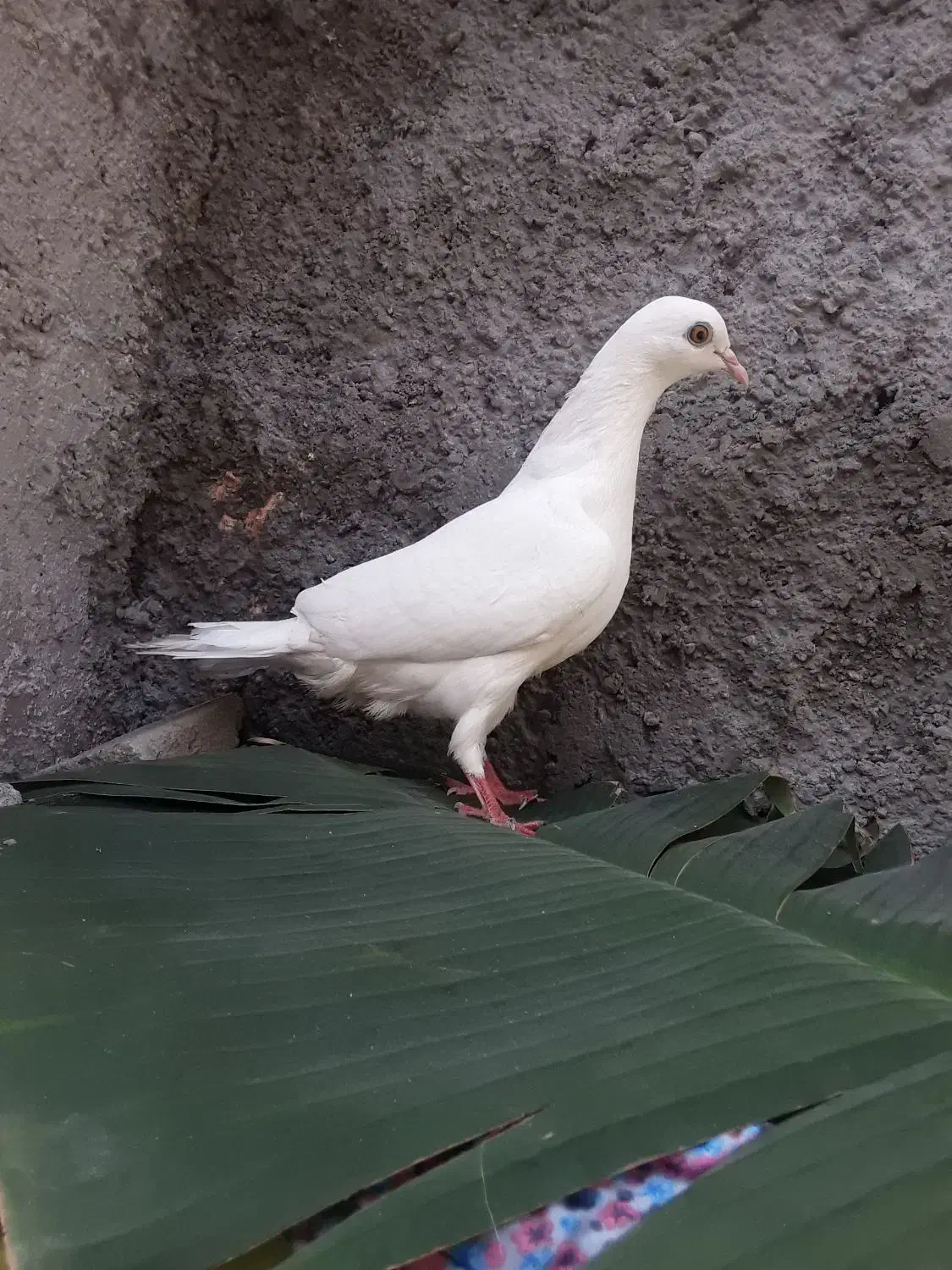 کفتر پتی واله|پرنده|میناب, |دیوار