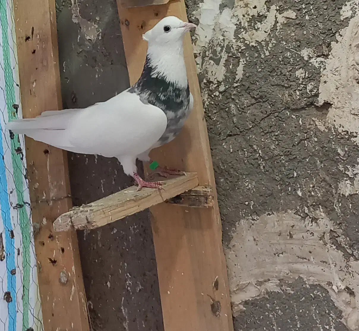 طوقی|پرنده|کنگاور, |دیوار